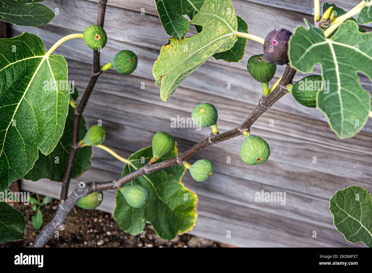 FIG Ficus carica 'Osborn's Prolific' sweet red, purple or brown fruit from late summer to autumn Family Moraceae. Ficus can be evergreen or deciduous Stock Photo