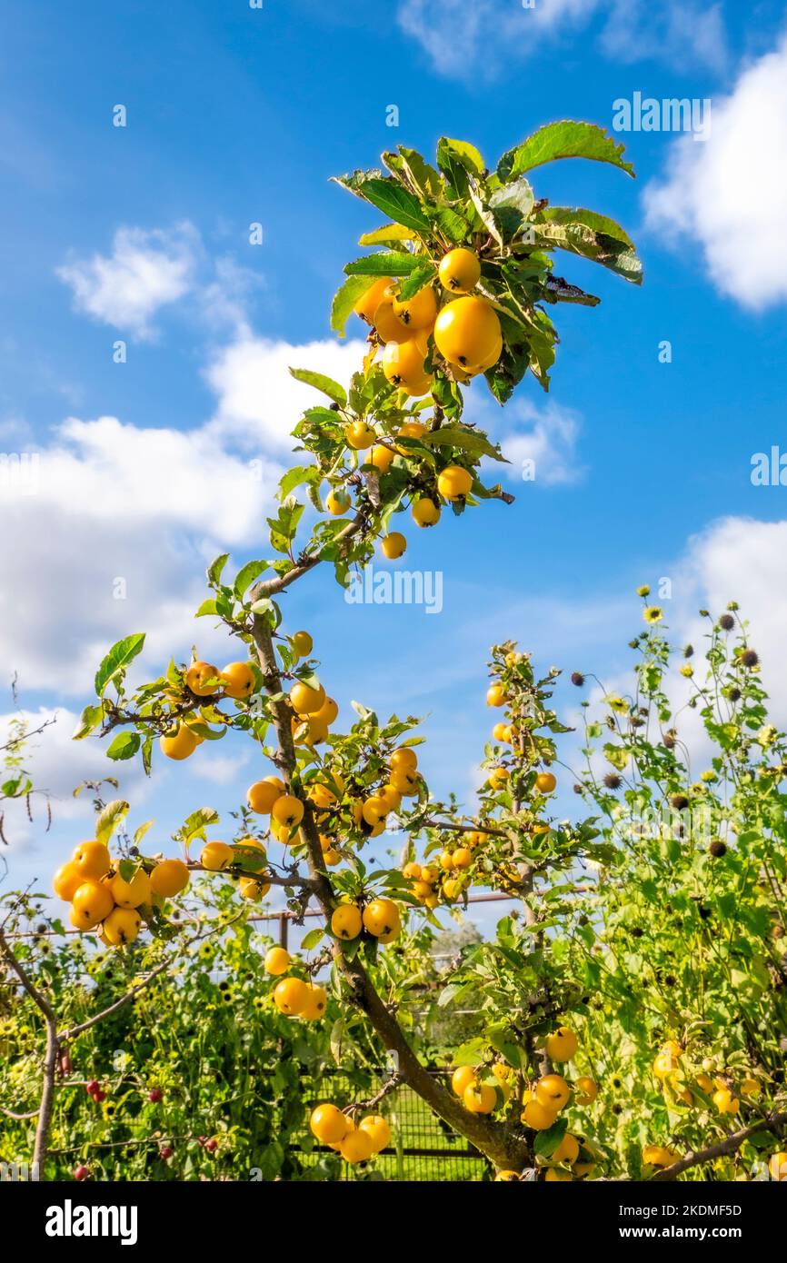CRAB APPLE Malus 'Golden crab apple 'Golden small