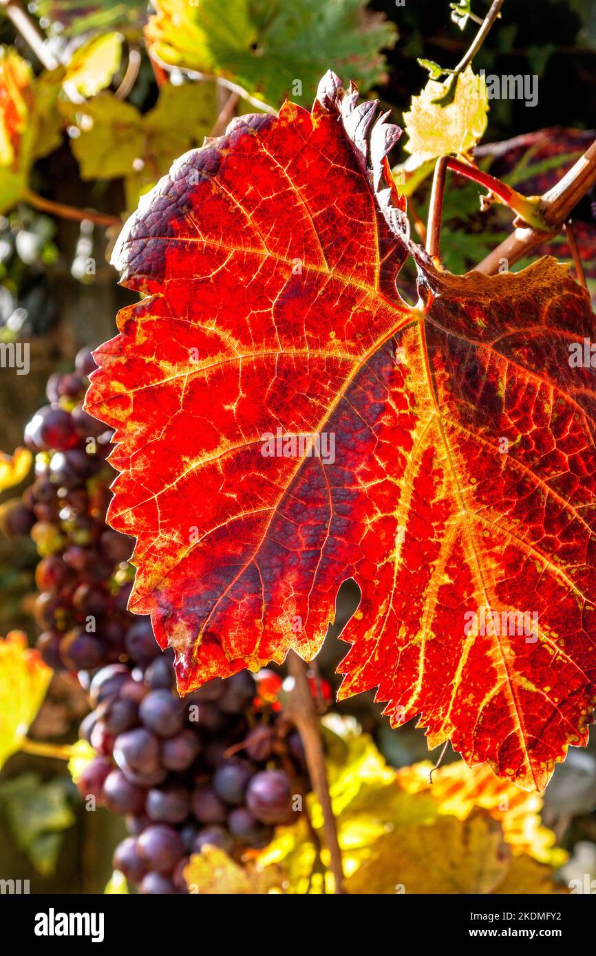 Schuyler ripe grapes UK, a blue-skinned hybrid wine & table grape created by crossing red Vitis vinifera Zinfandel with Vitis labrusca hybrid Ontario. Stock Photo
