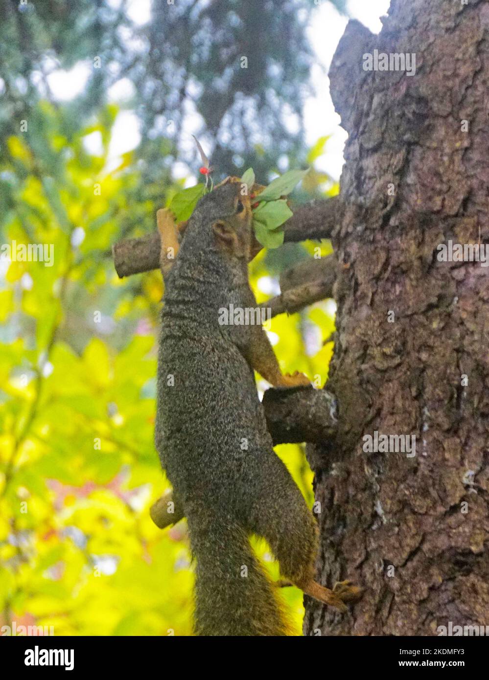 Eastern Fox Squirrel building nest Stock Photo Alamy