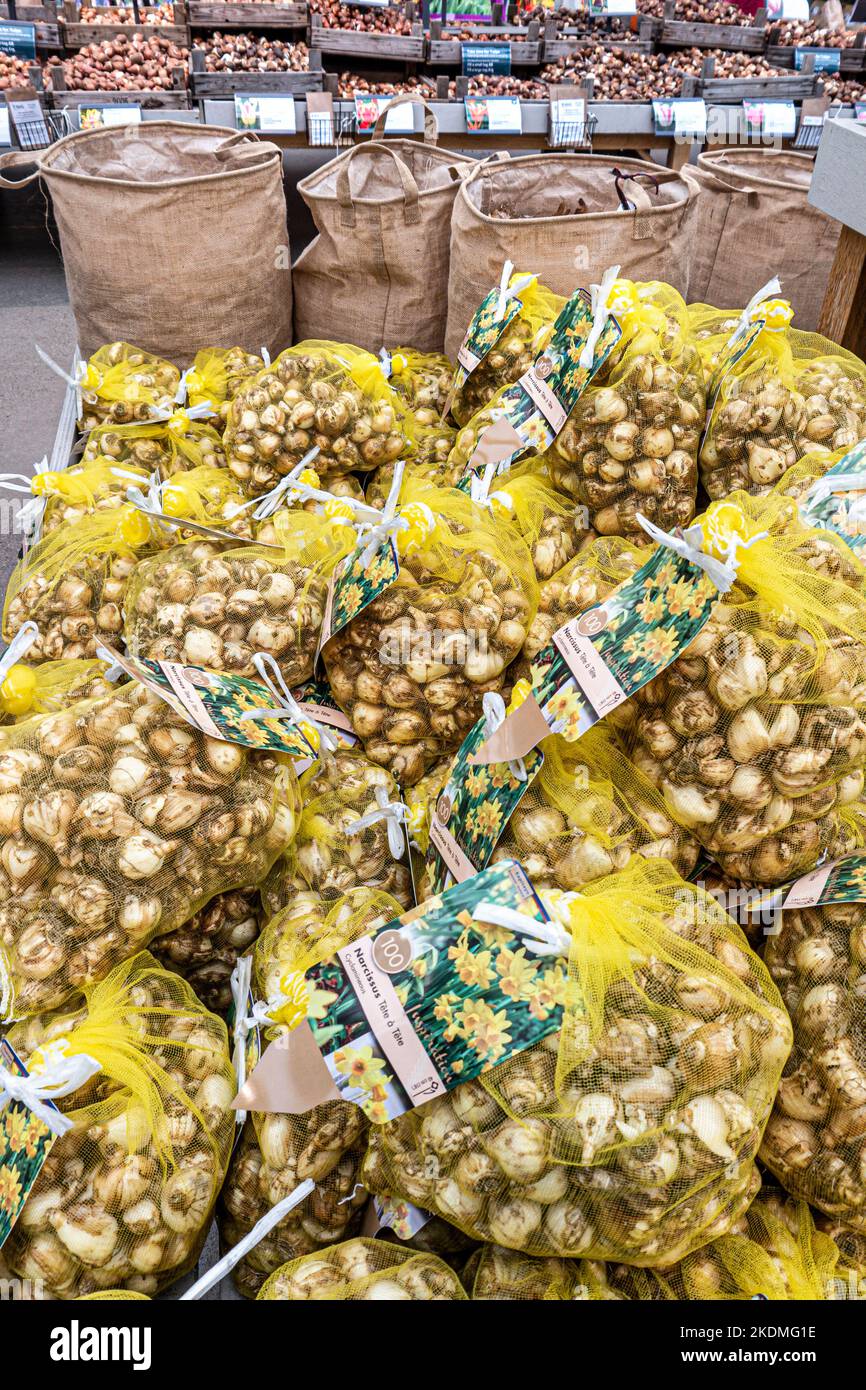 DAFFODIL Bulbs bagged up in a garden centre Narcissus Tete a Tete Daffodil Tete a Tete Stock Photo