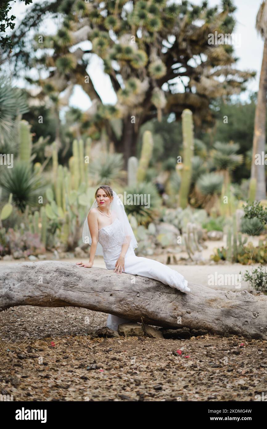 Bride Seated on Large Fallen Tree in Cactus Garden Stock Photo