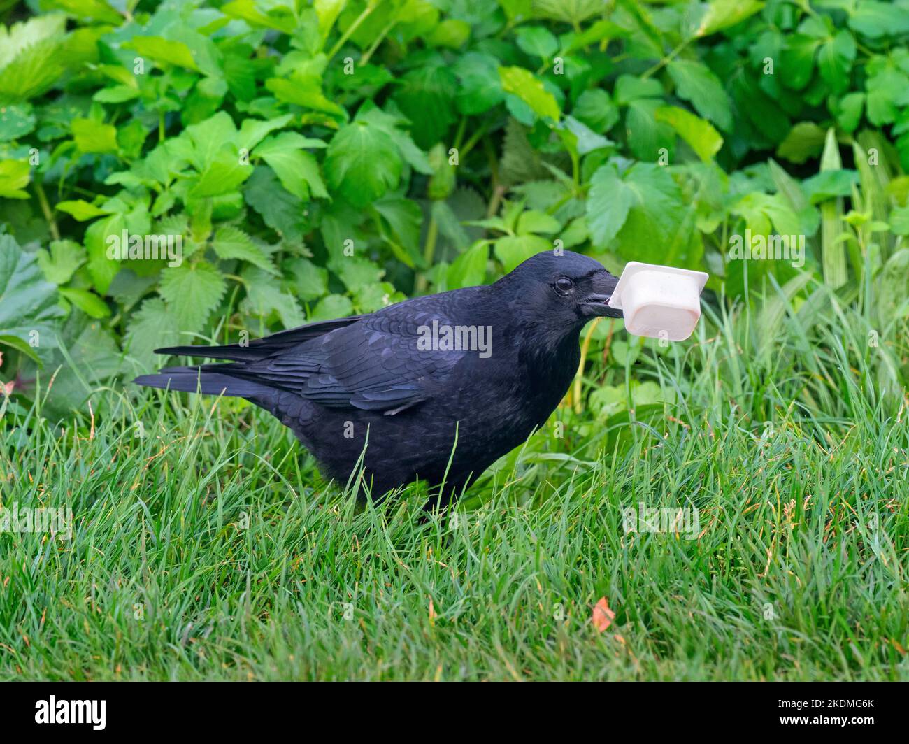 Carrion Crow Corvus corone with plastic butter wrap in picnic area Stock Photo