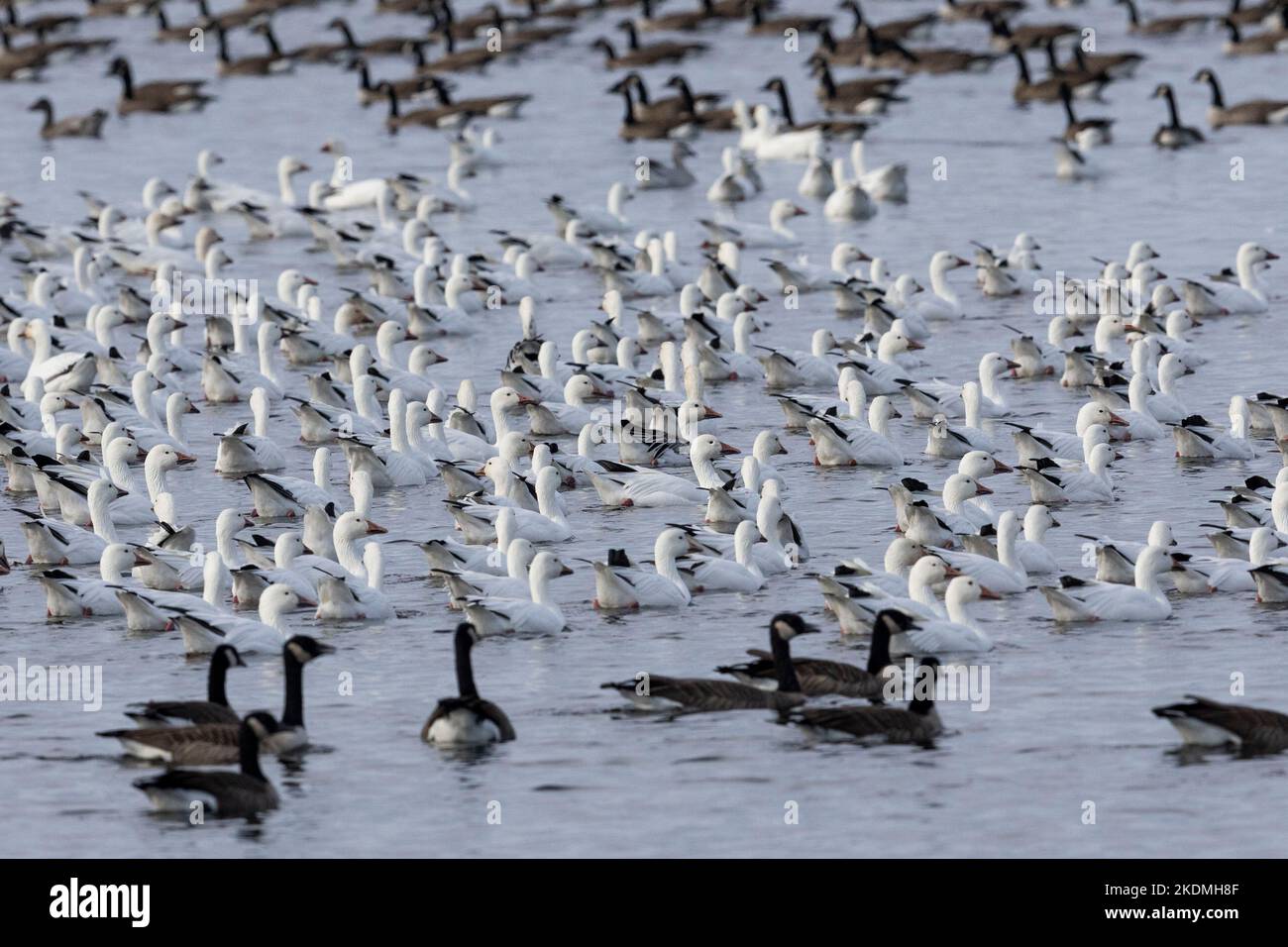 Snow geese migrating from Northern Canada to the New Jersey shore for the winter. Stock Photo