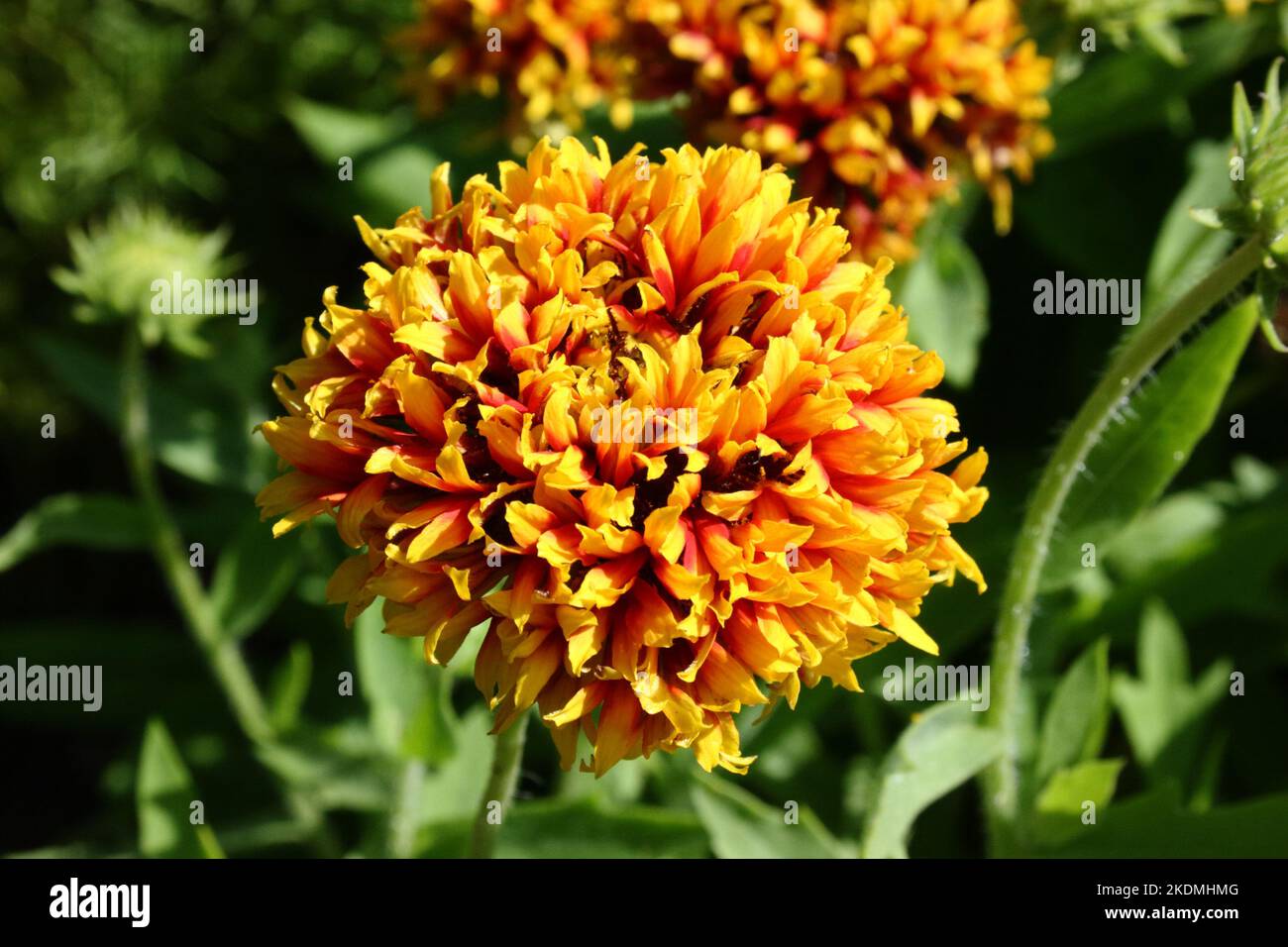 Flower of Blanket Flower (Gaillardia pulchella 'Sundance Bicolor') Stock Photo