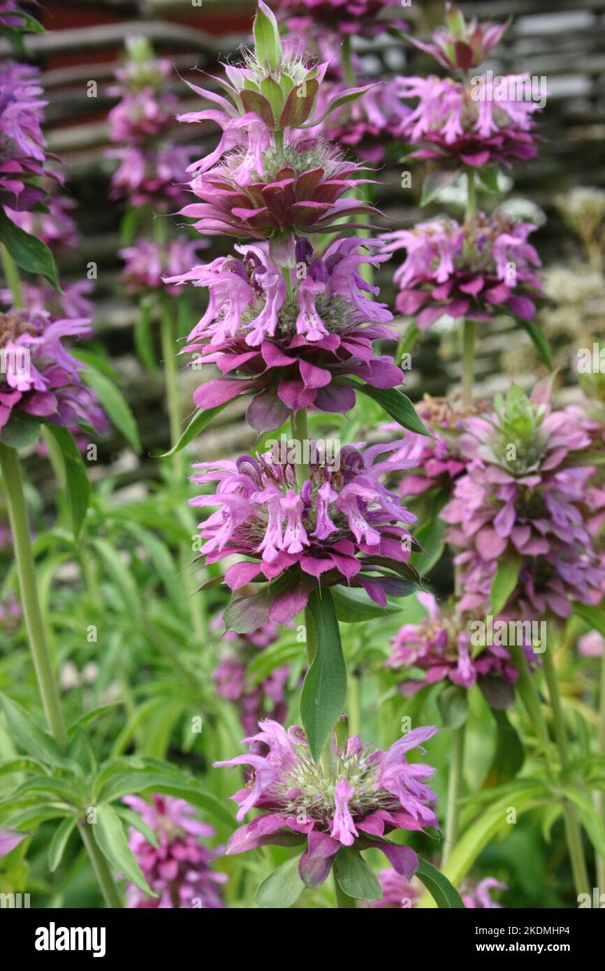 Detailed Lemon Bee Balm Moment Photography Detailed Lemon Bee Balm Moment Photography