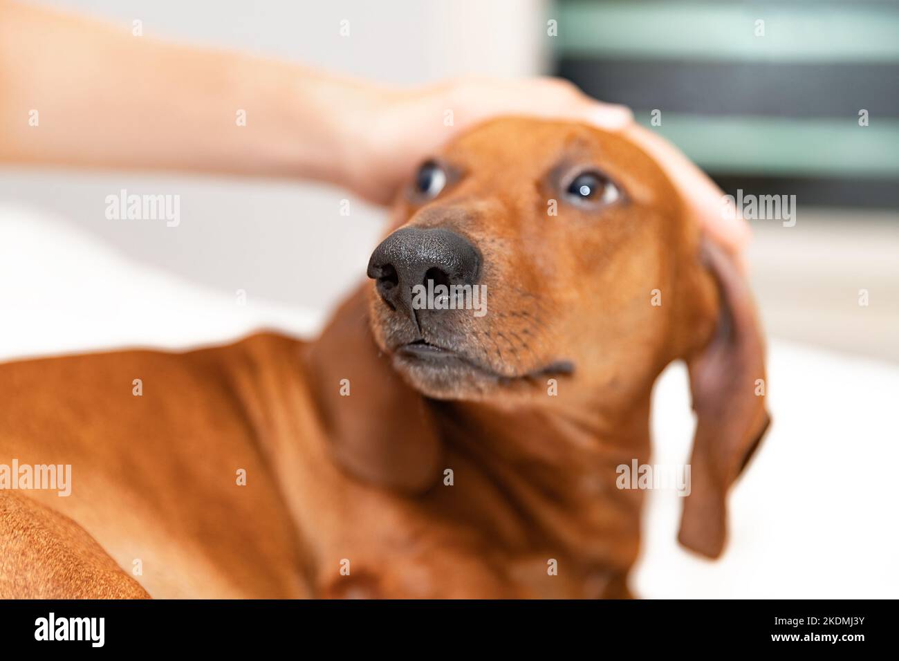 The dachshund dog with funny snout on the bed in the room Stock Photo