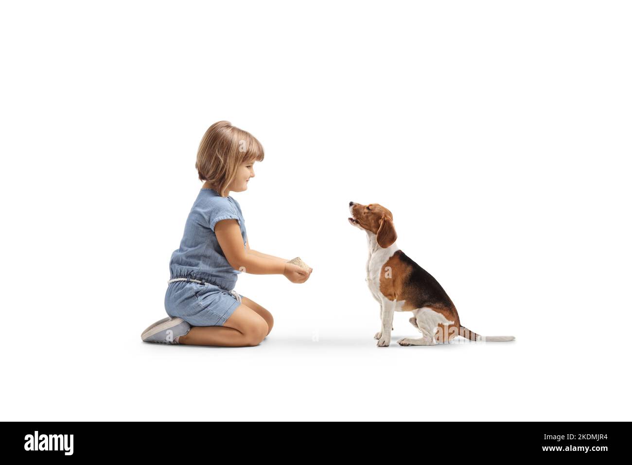 Little girl kneeling and feeding a beagle dog isolated on white background Stock Photo