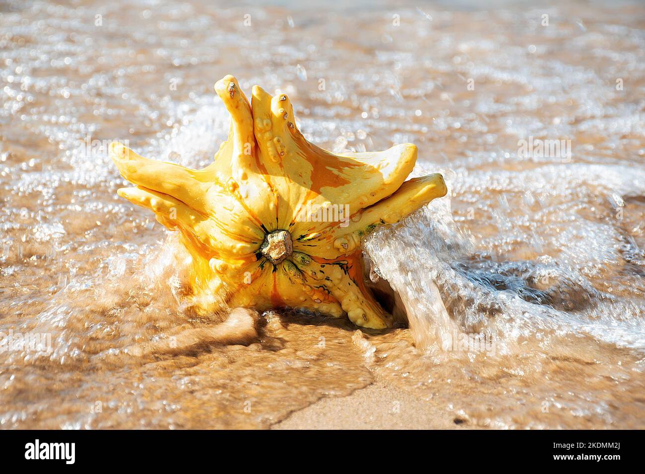 Closeup of an autumn gourd in water splash Stock Photo Alamy