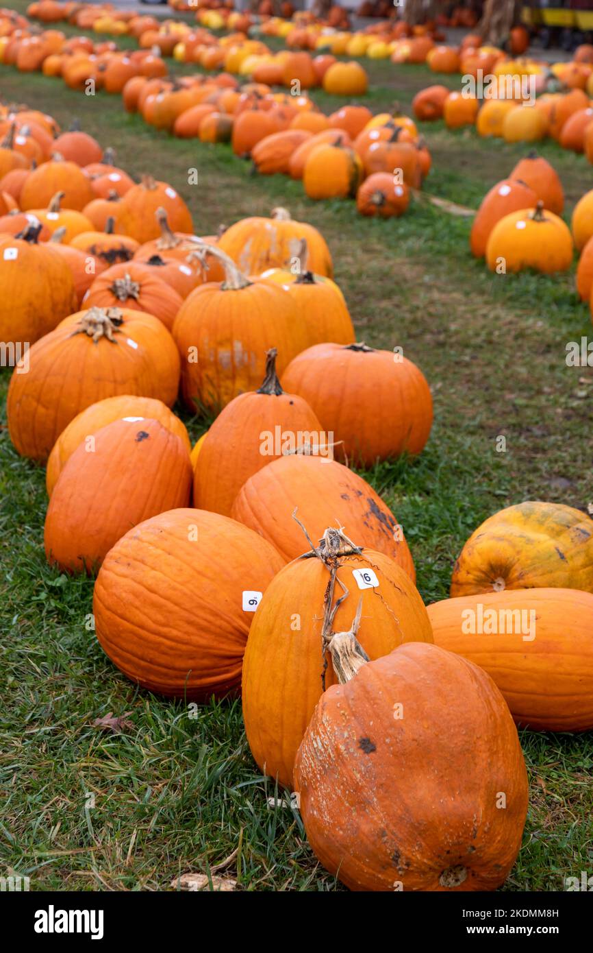 Lowell, Michigan - Pumpkins on sale, with price stickers attached, at Heidi's Farmstand & Bakery. Stock Photo