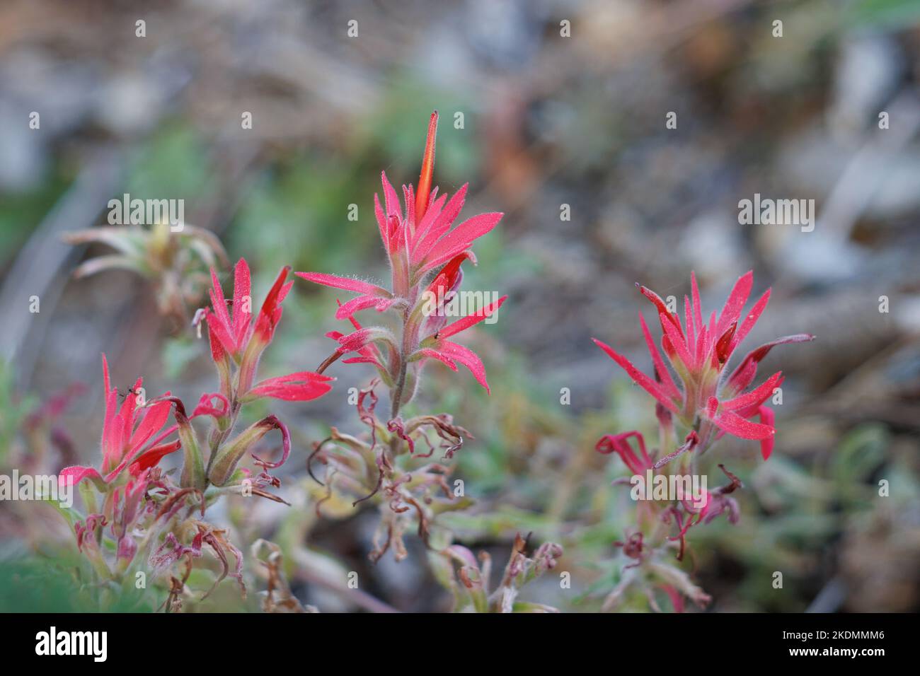 Red flowering racemose spike inflorescences of Castilleja Applegatei, Orobanchaceae, native perennial herb in the San Emigdio Mountains, Autumn. Stock Photo