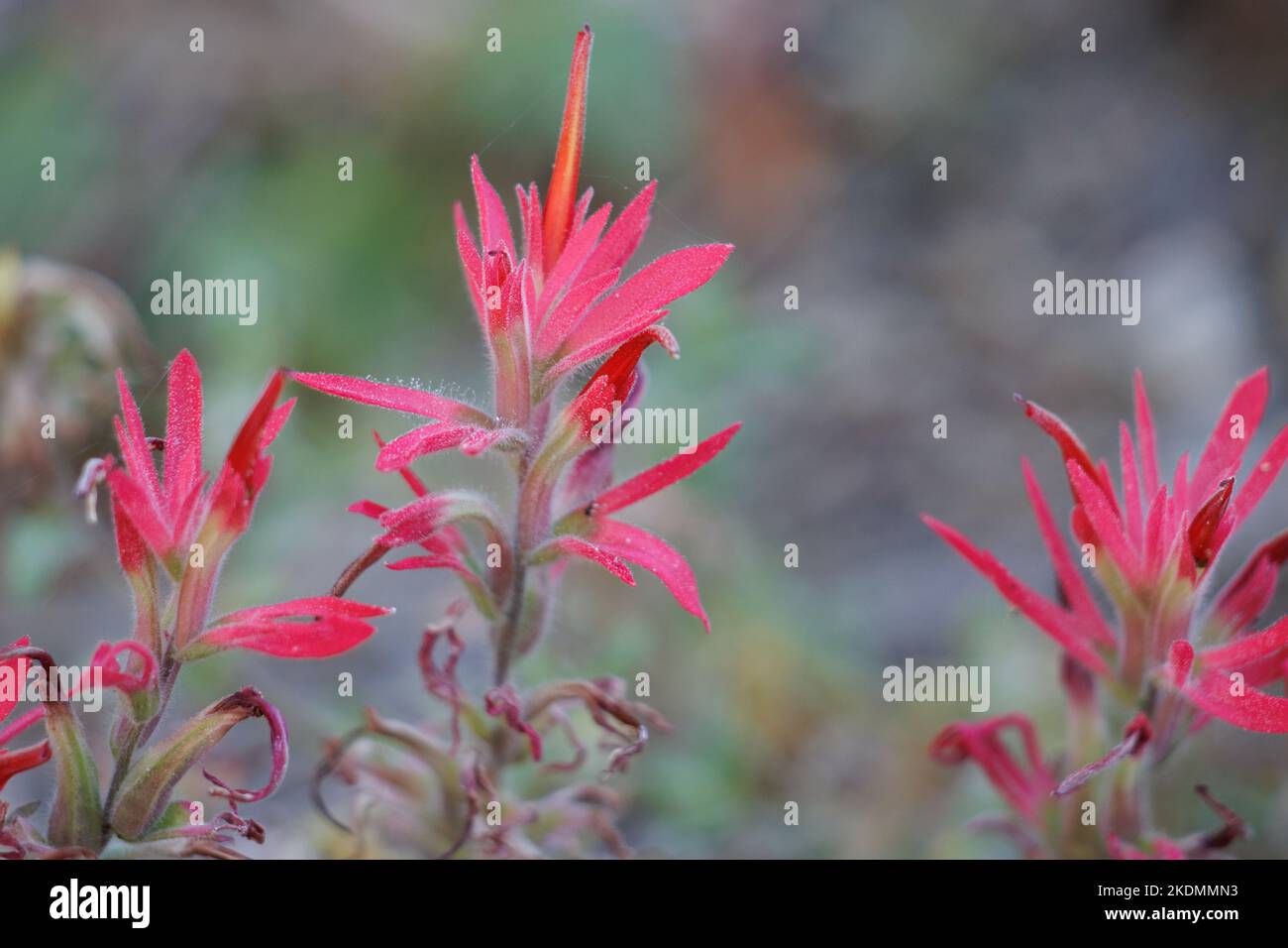 Red flowering racemose spike inflorescences of Castilleja Applegatei, Orobanchaceae, native perennial herb in the San Emigdio Mountains, Autumn. Stock Photo