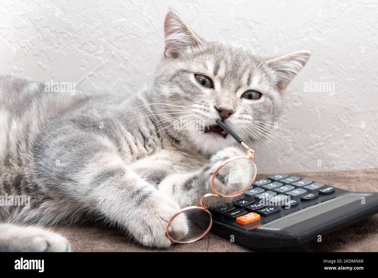 funny cat picture computer