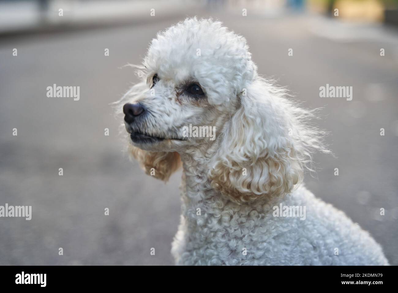 French hotsell poodle pedigree