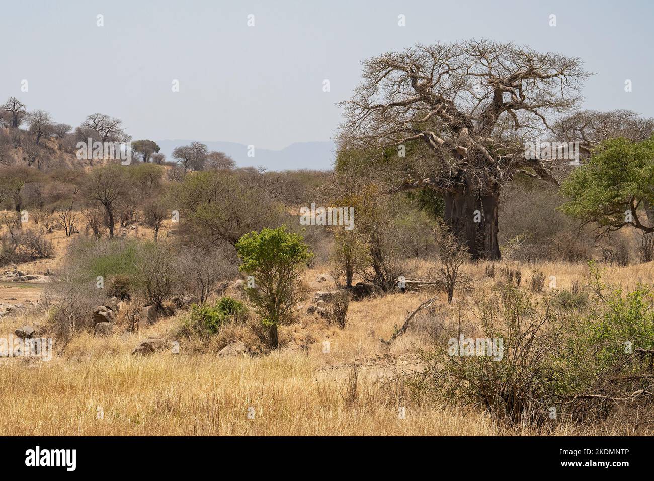 A landscape of the african savannah in the dry season with baobab and ...