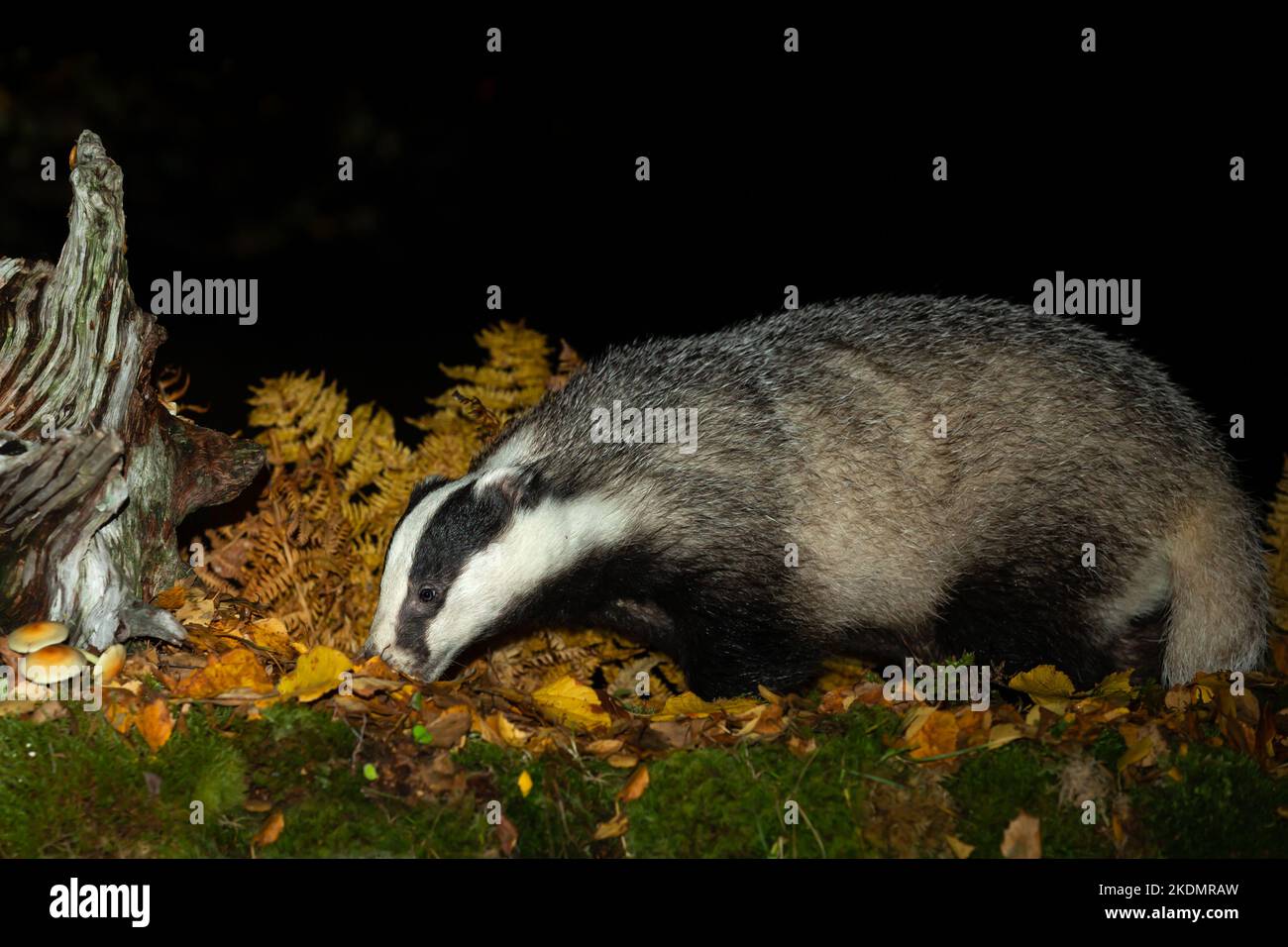 Badger, Scientific name: Meles Meles, foraging in golden Autumn leaves and facing left.  Night time image.  Full length close up of an adult badger in Stock Photo