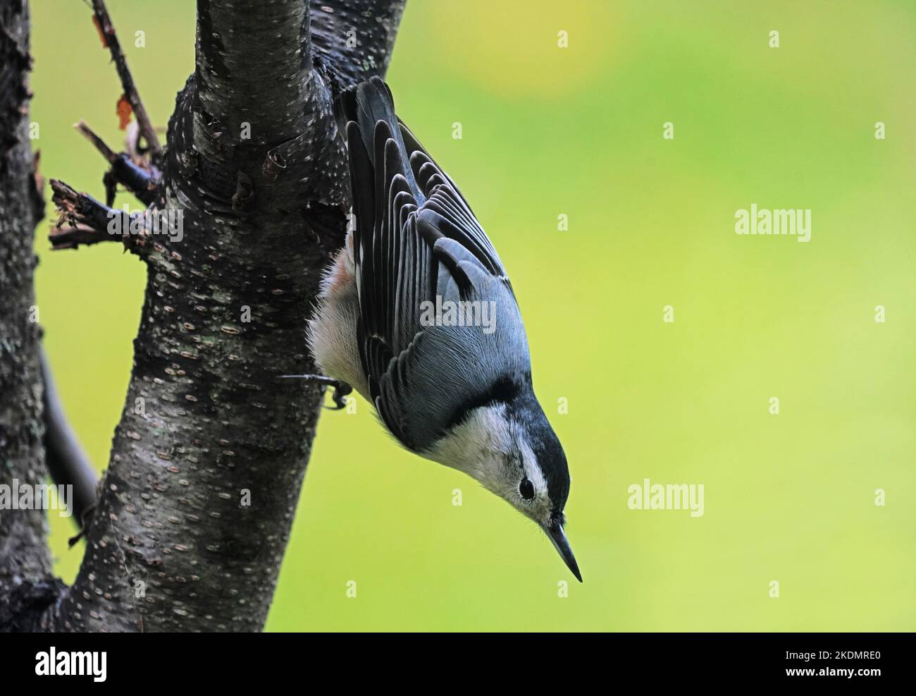 White-breasted Nuthatch climbing in head-down position in southern Michigan, USA. Stock Photo