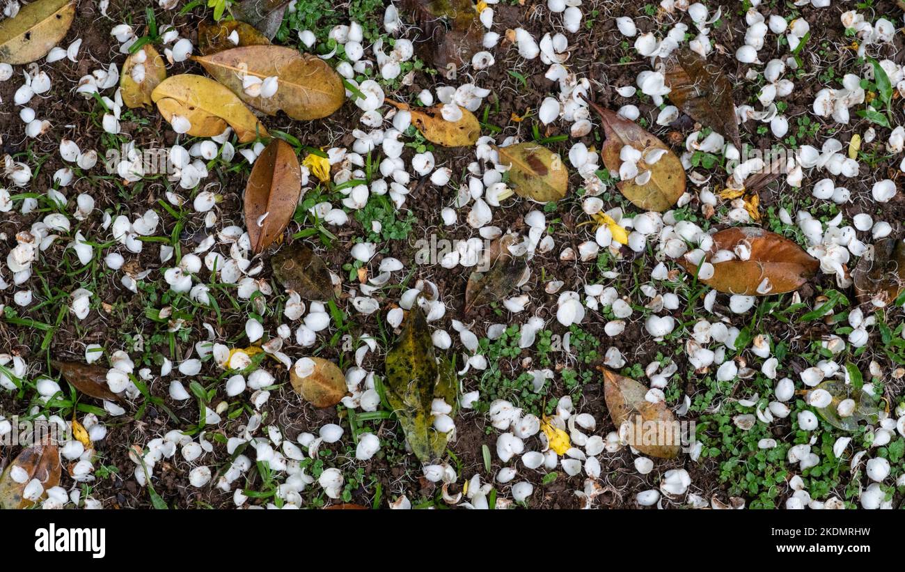 Autumn fallen leaves flowers hi-res stock photography and images - Alamy