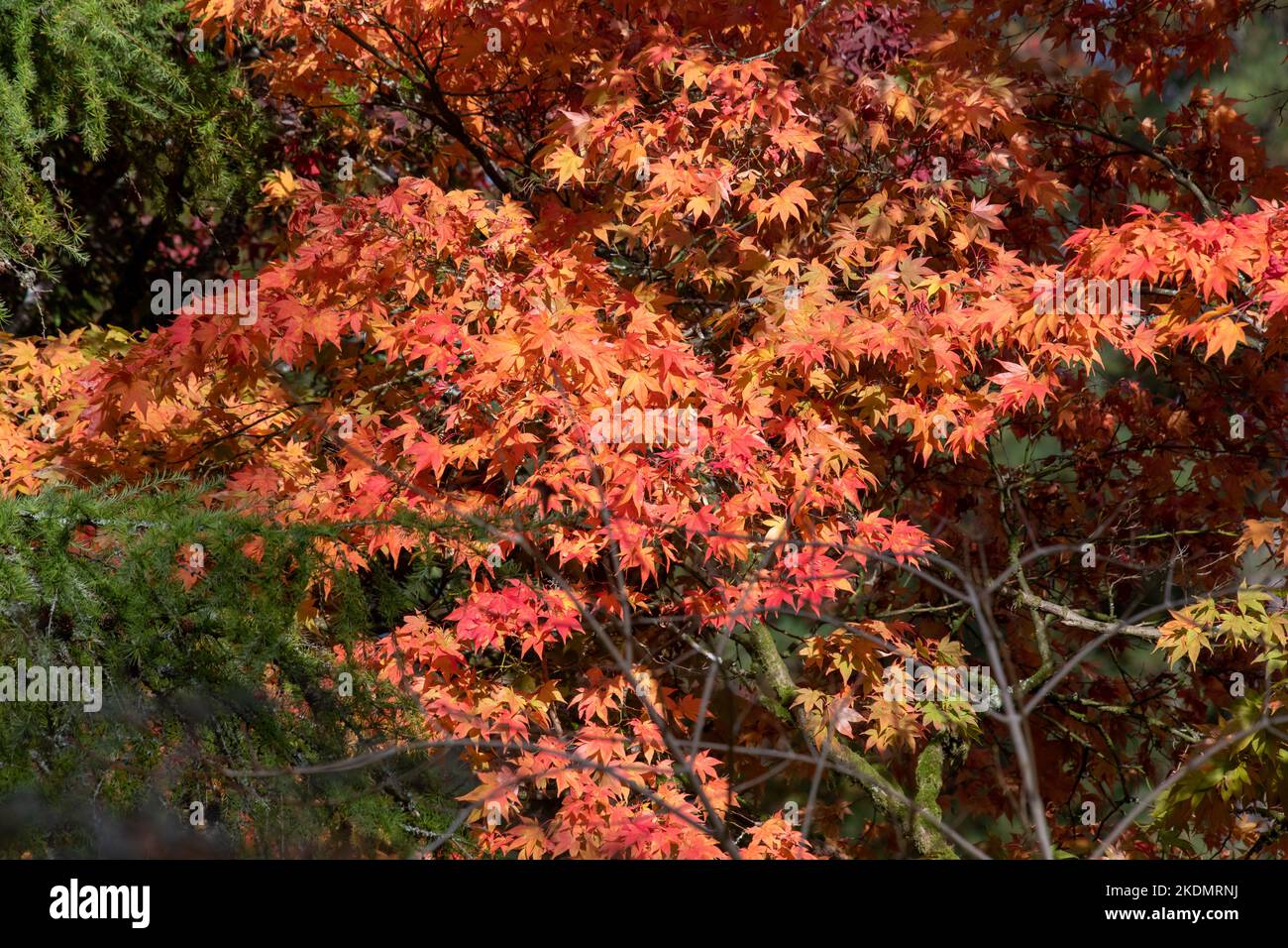 Close up of red leaves on a Japanese maple (acer palmatum) tree in ...