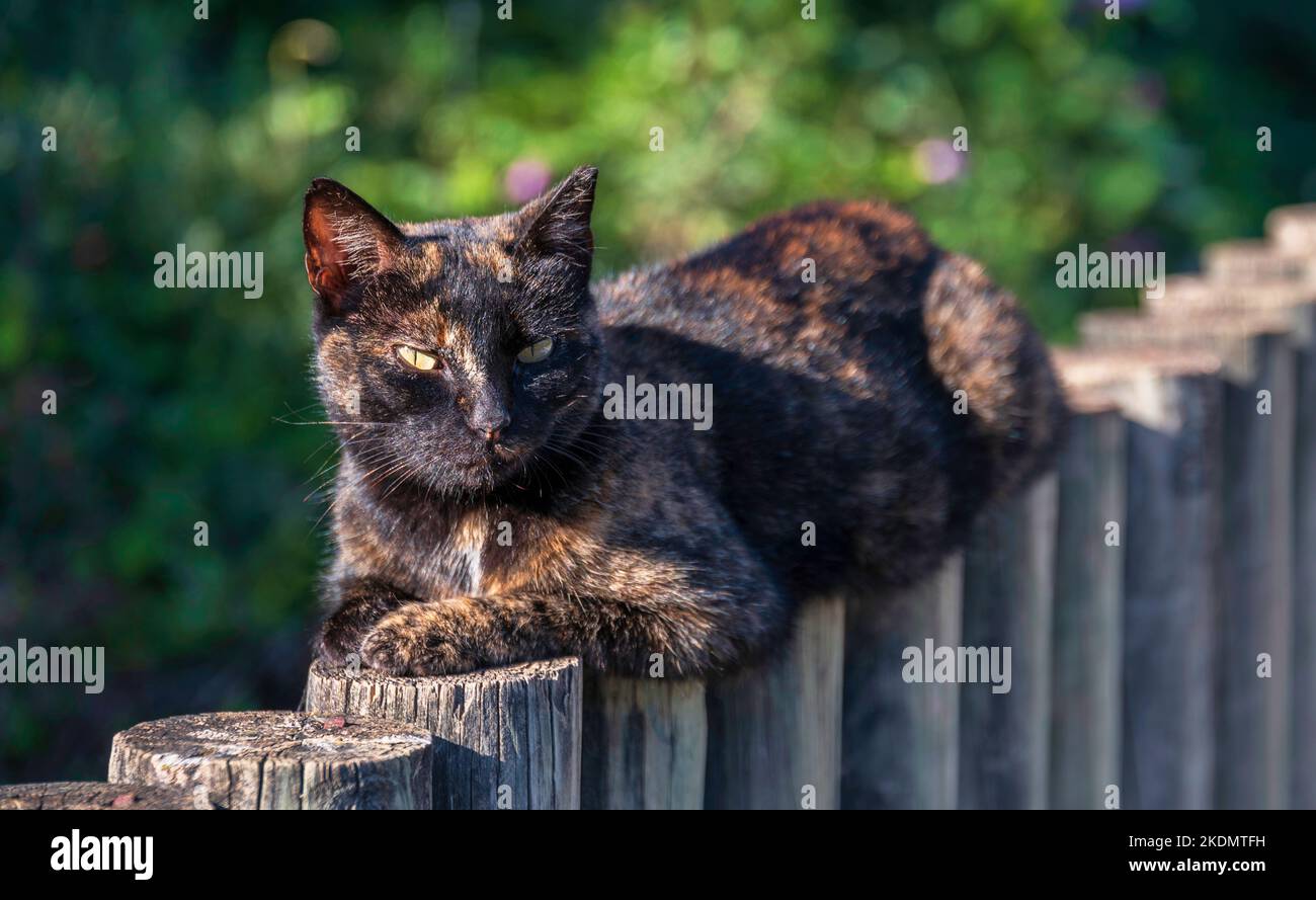 a cat laying down on a wood fence Stock Photo - Alamy