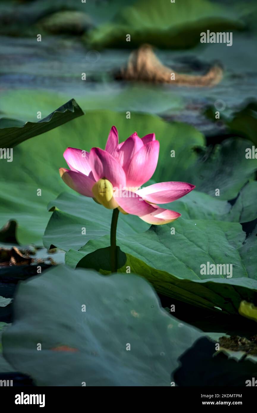 Lotus flower in bloom surrounded by leaves seen up close Stock Photo