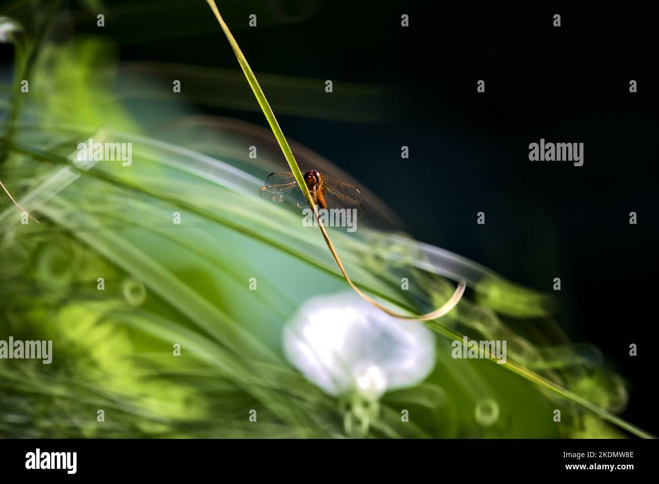 Dragonfly on a blade of grass seen up close Stock Photo - Alamy