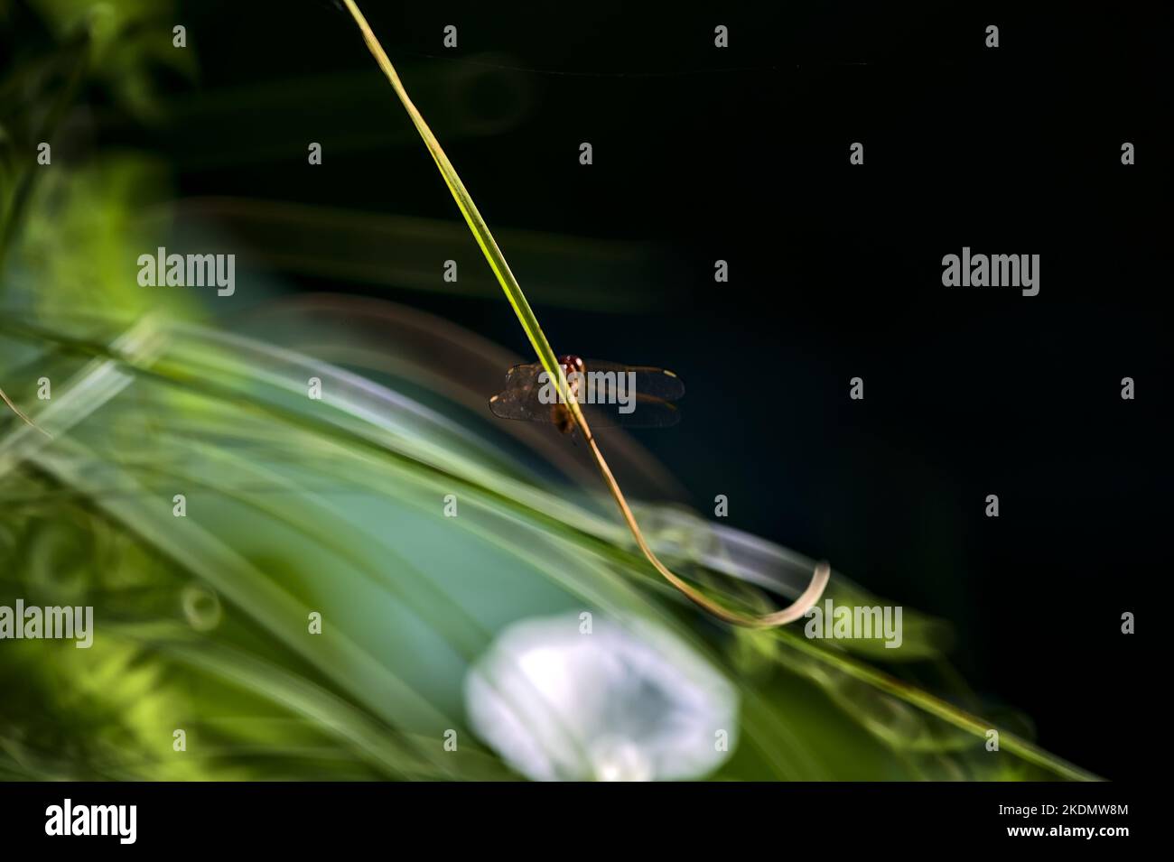 Dragonfly on a blade of grass seen up close Stock Photo - Alamy