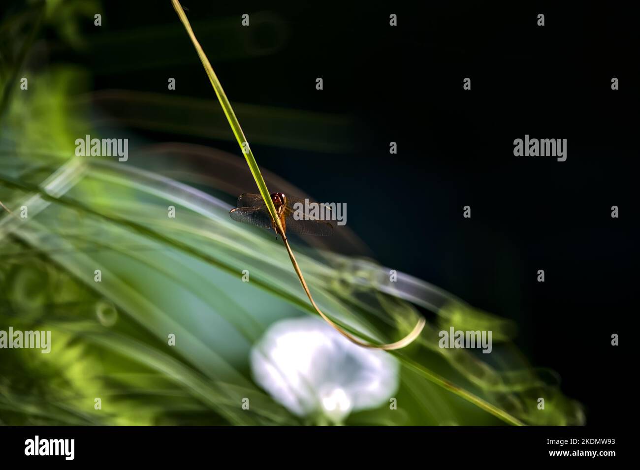 Dragonfly on a blade of grass seen up close Stock Photo - Alamy