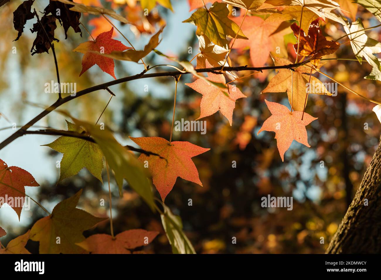 Fall Concept colorful leaves with autumn, leaves in different tones ,fall concept ...