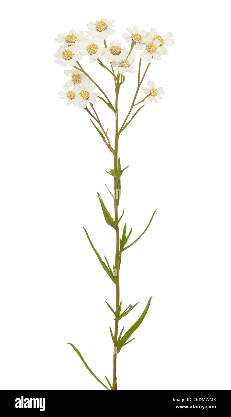 Achillea (Achillea macrocephala) flower isolated on white background ...