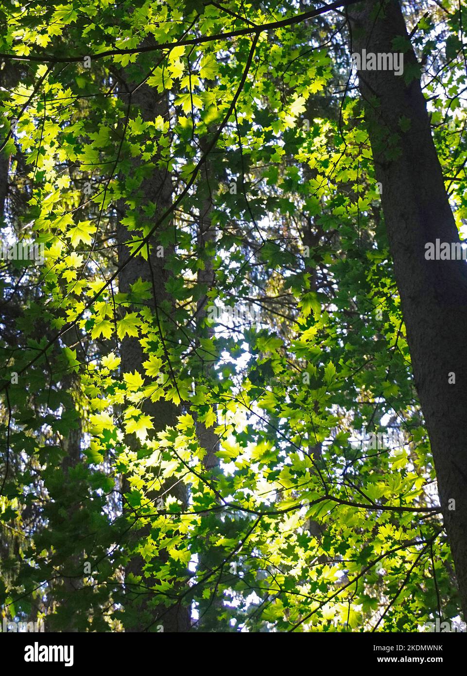 forest canopy Stock Photo