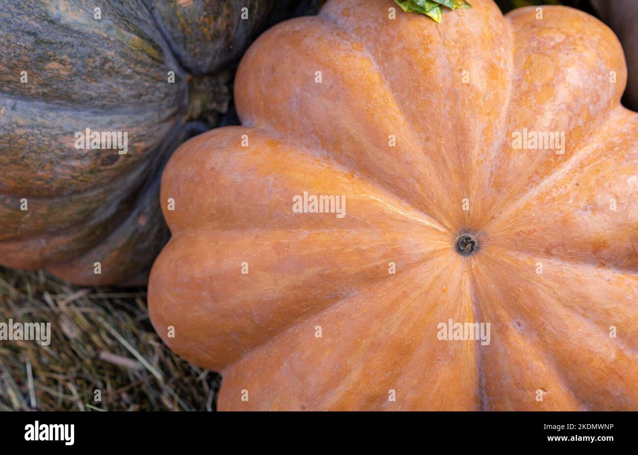 Muscat pumpkin or Muscat de Provence on straw. Autumn harvest of pumpkins on the farm. Stock Photo