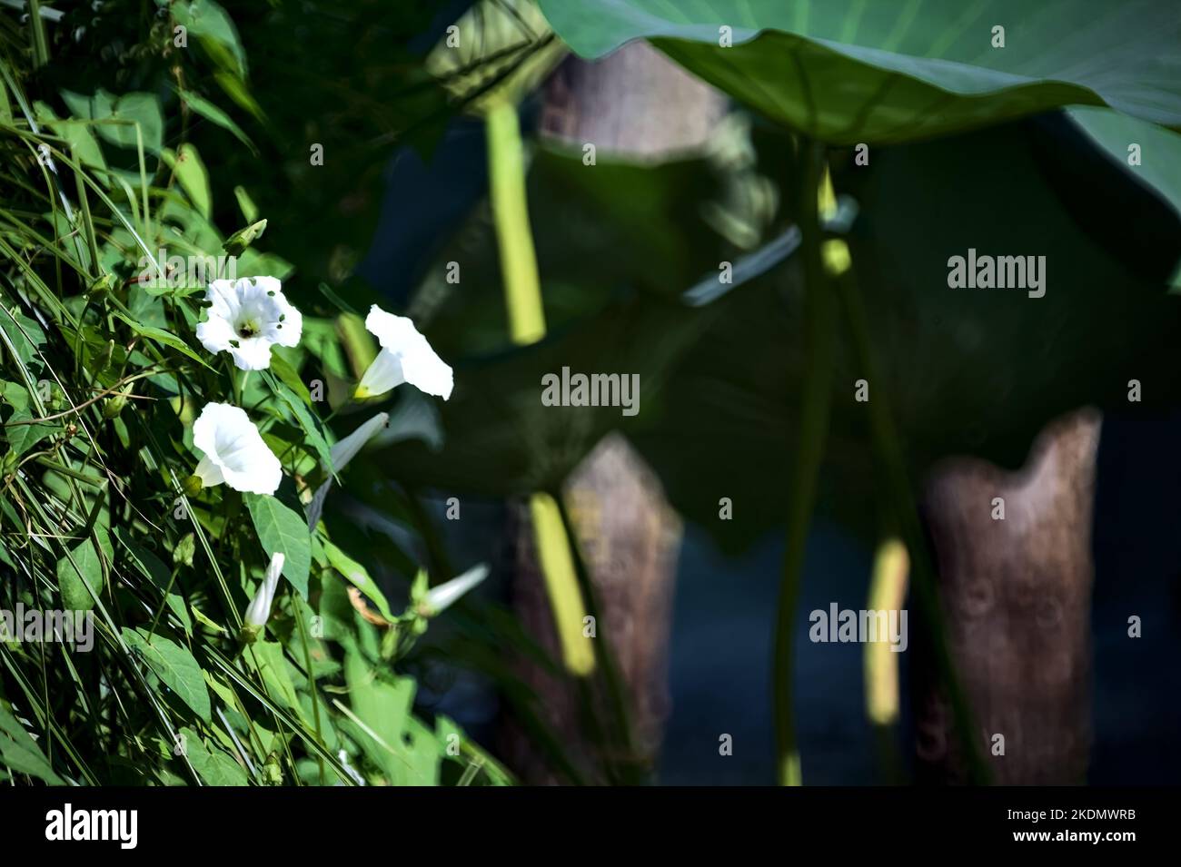 Convolvulus in bloom on a sunny day seen up close Stock Photo