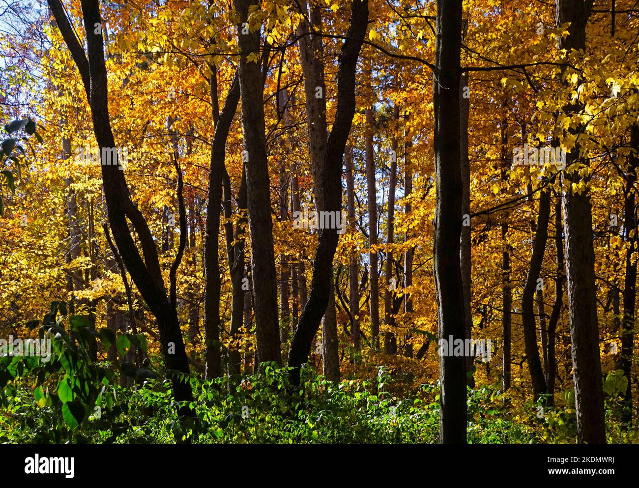 Autumn leaves on stones Stock Photo