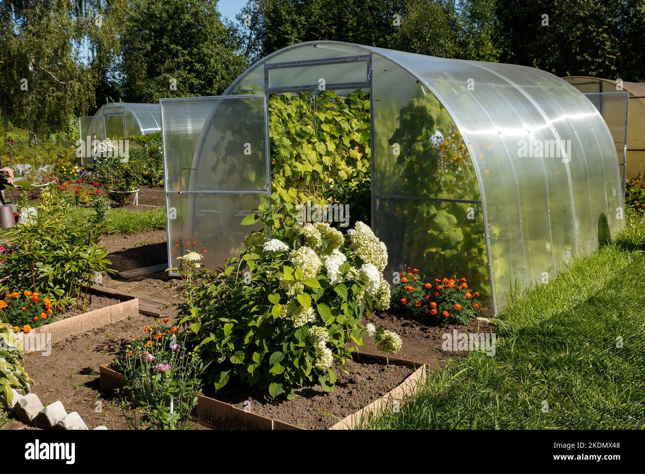 greenhouse in the garden. polycarbonate greenhouses in the garden. Stock Photo