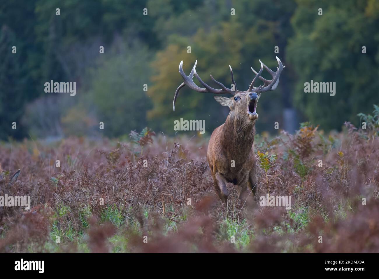 The red deer is one of the largest deer species. A male red deer is