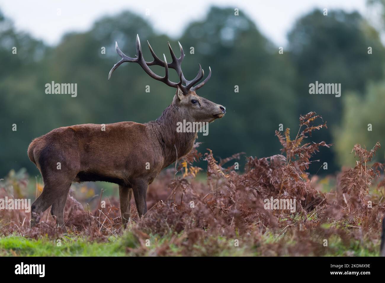 The red deer is one of the largest deer species. A male red deer is