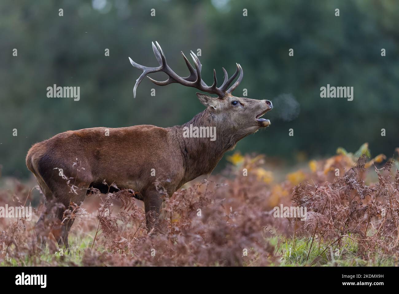The red deer is one of the largest deer species. A male red deer is