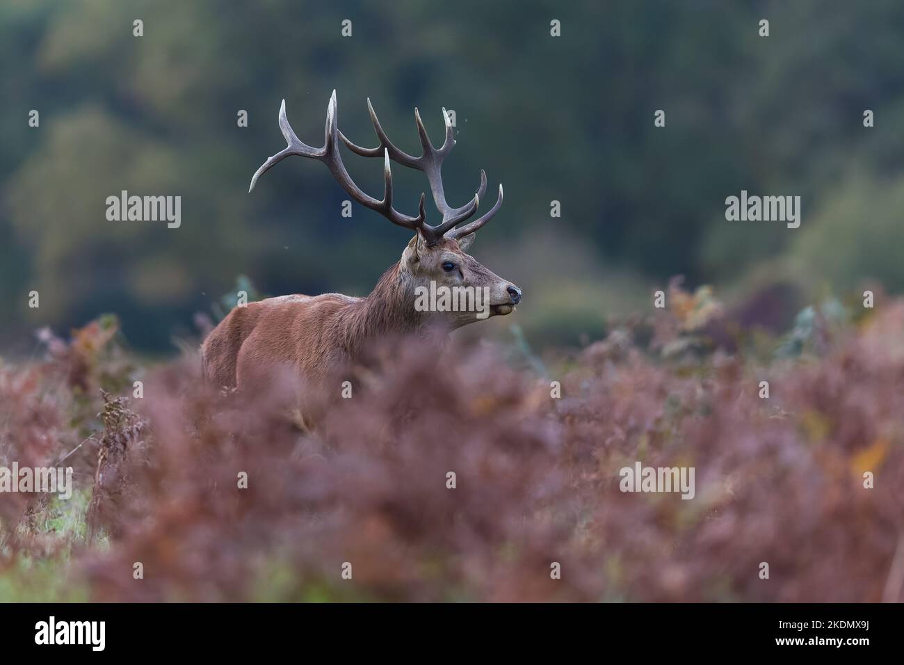 The red deer is one of the largest deer species. A male red deer is