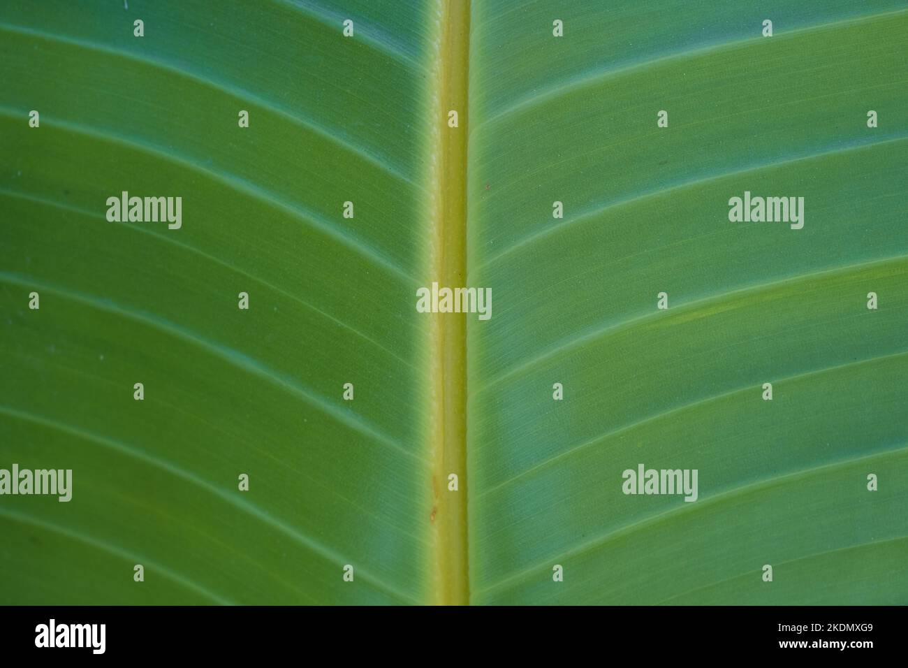 closeup nature view of green leaf background Stock Photo - Alamy