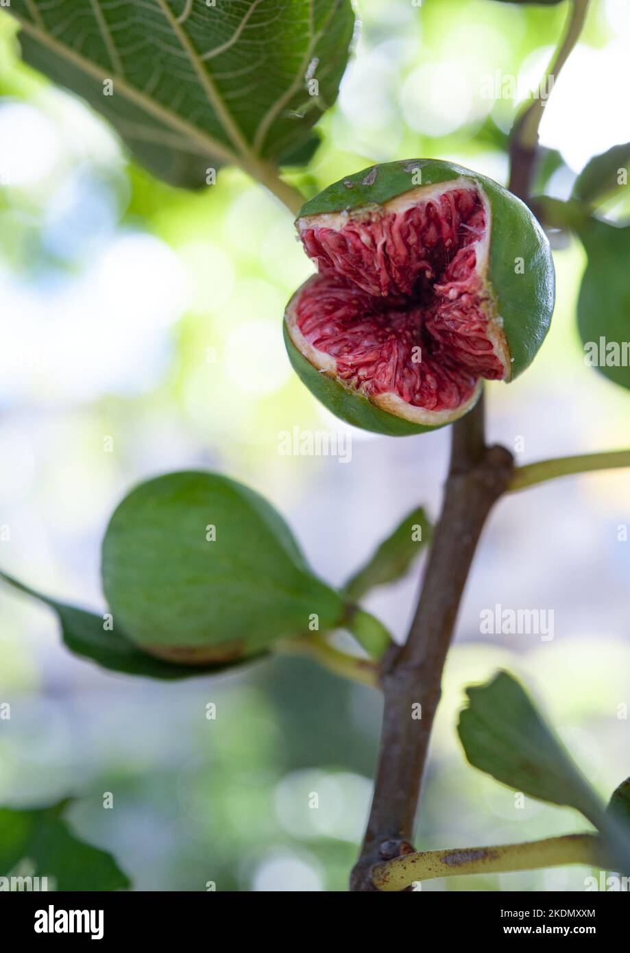Ripe fruit of the fig tree. Stock Photo