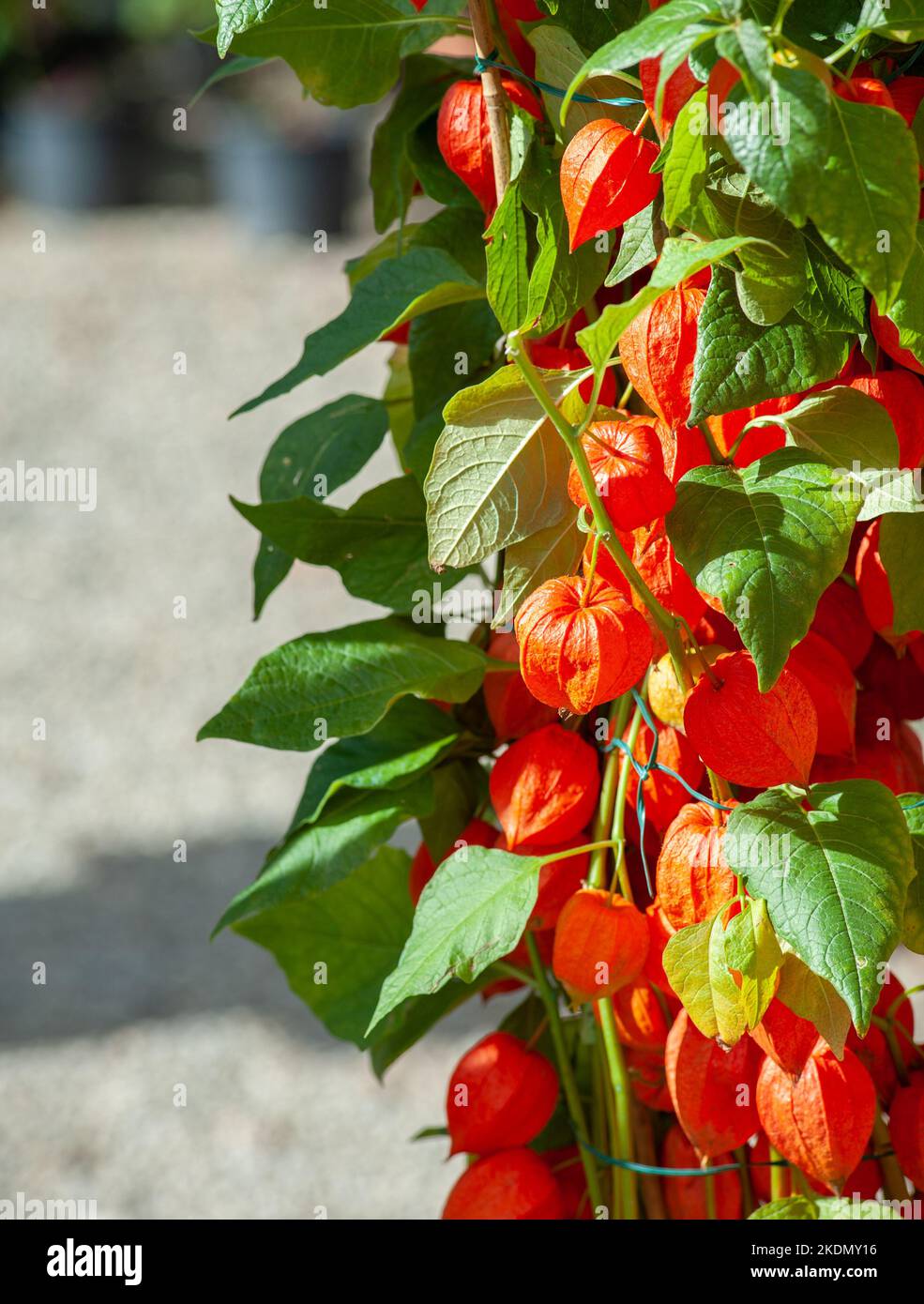 Physali alkekengi is a taxonomic species within the family Solanaceae. Stock Photo