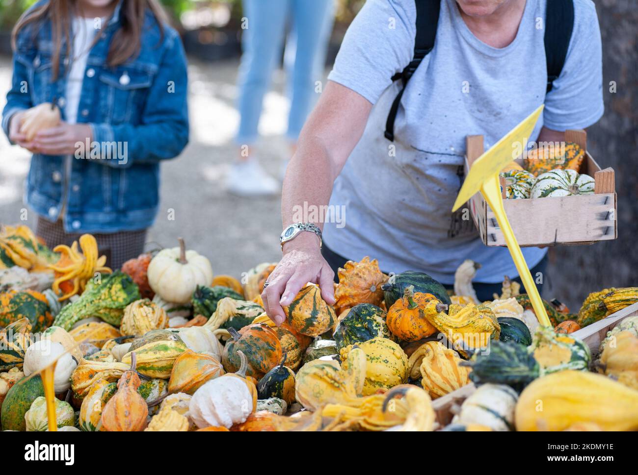People at the market stall, choosing pumpkins of all colors and shapes.. Stock Photo