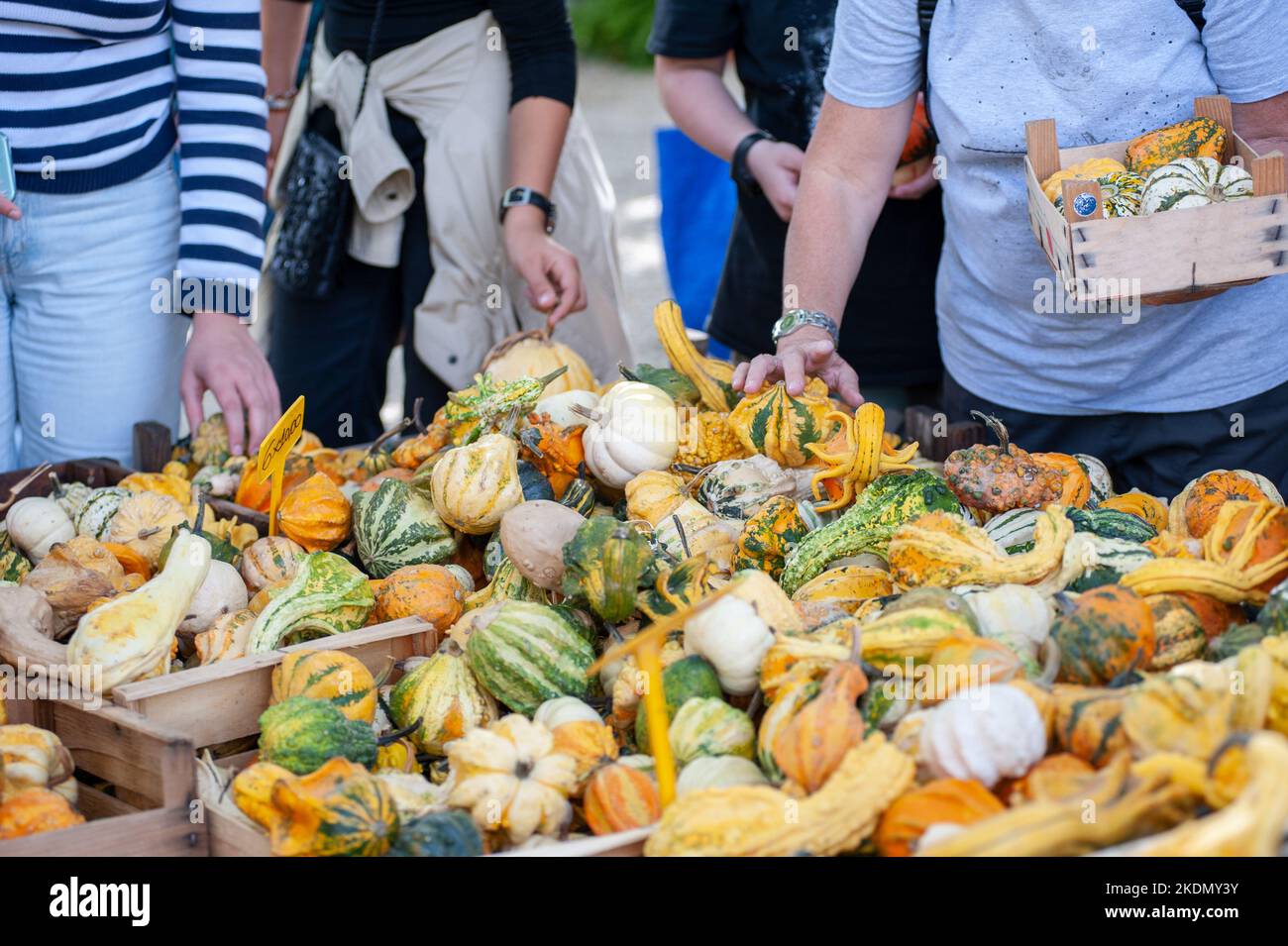 People at the market stall, choosing pumpkins of all colors and shapes.. Stock Photo