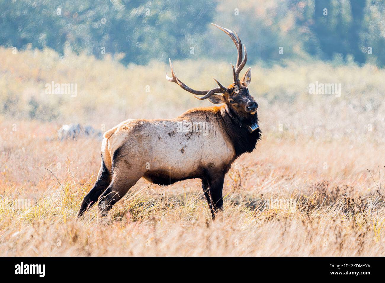 A photo of a large elk bull with impressive antlers standing in a grassy meadown in Autumn. Stock Photo