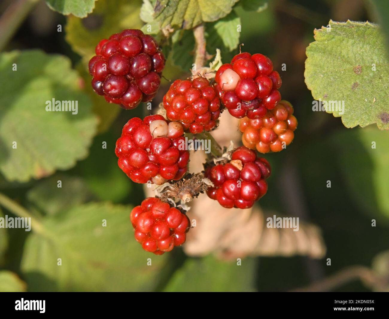 Raspberry, fruit in the wild, Israel Stock Photo Alamy