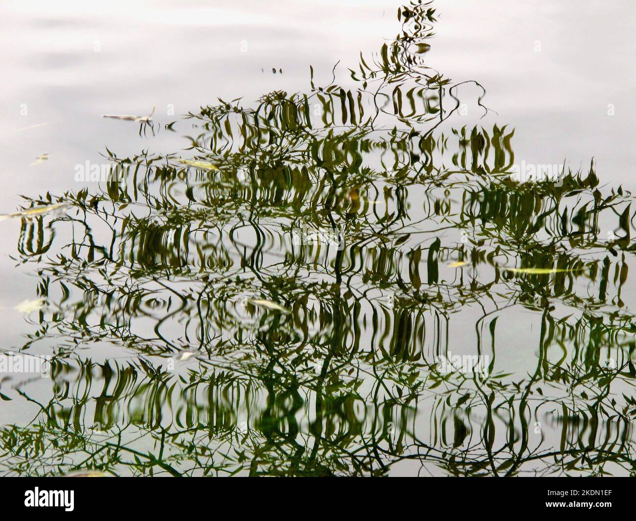 Reflection in the water belonging to a willow tree growing on the shore. Stock Photo