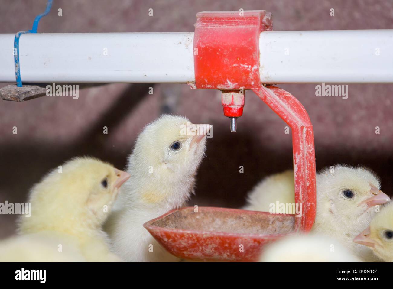Dayold broiler chickens drink water from drinkers Stock Photo Alamy