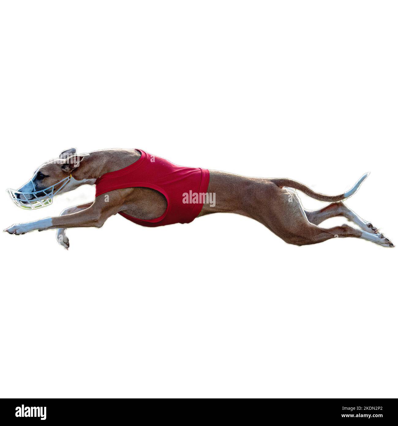 Dog running in field and chasing at full speed on competition straight ...