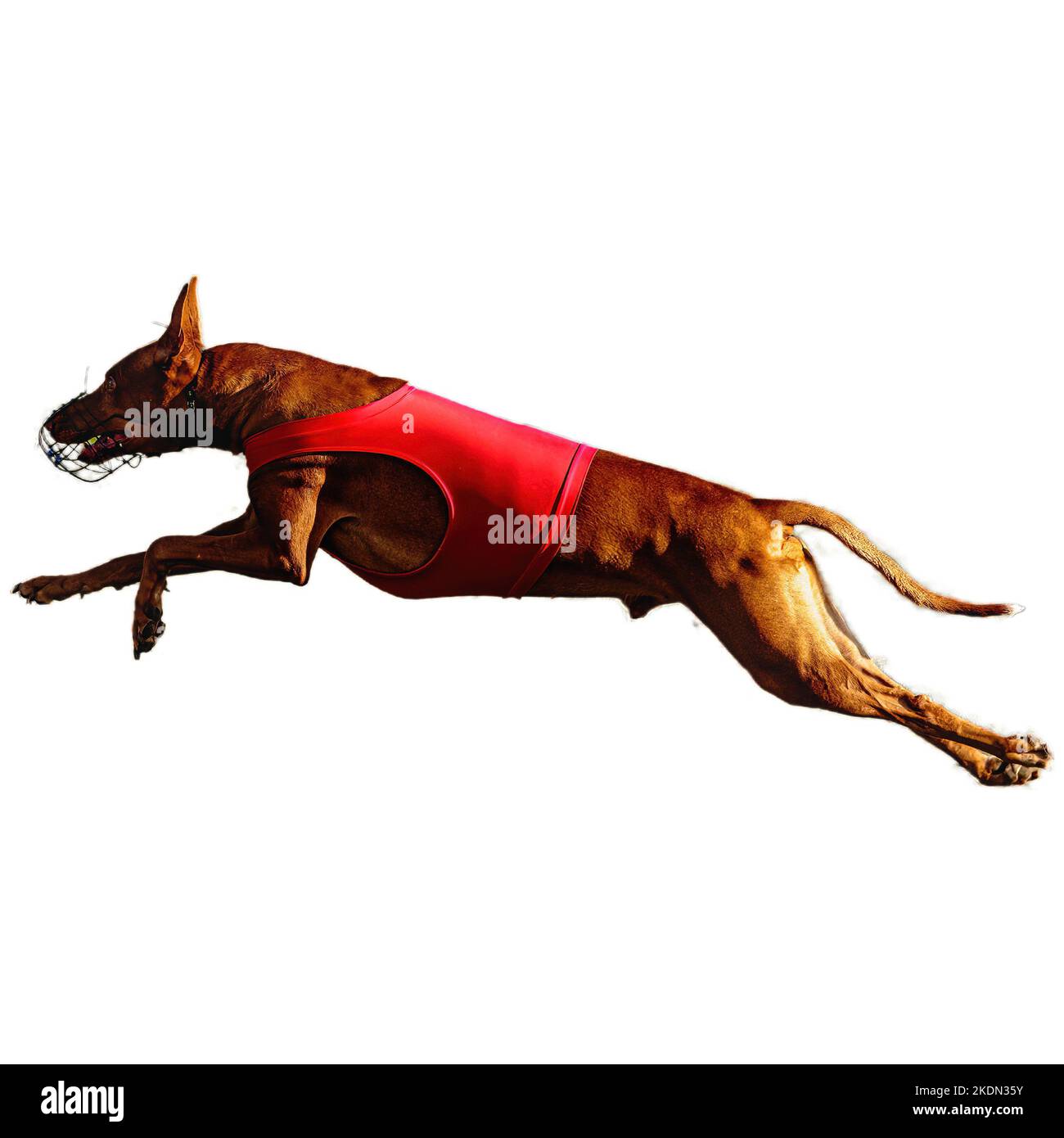 Dog running in field and chasing at full speed on competition straight on camera isolated on